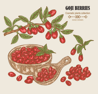 彩色素描枸杞.矢量插图照片