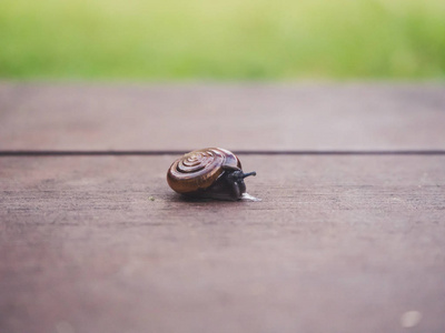 在地板上的小蜗牛