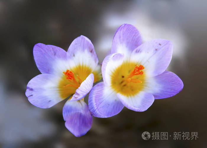 两朵小紫色的春天花背景模糊