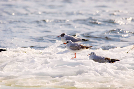 河边浮冰上漂浮着羽毛的海鸥