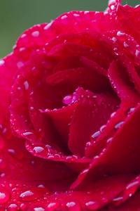 玫瑰花园里雨后