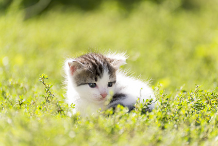 多彩的小猫走在绿色的草地