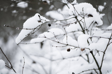 树, 灌木在雪中的公园。冬季背景, textur