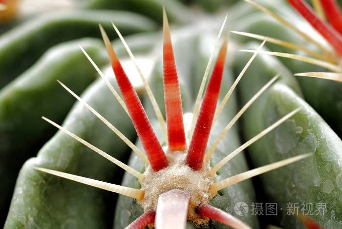 关闭了绿色仙人掌的根红色的尖刺
