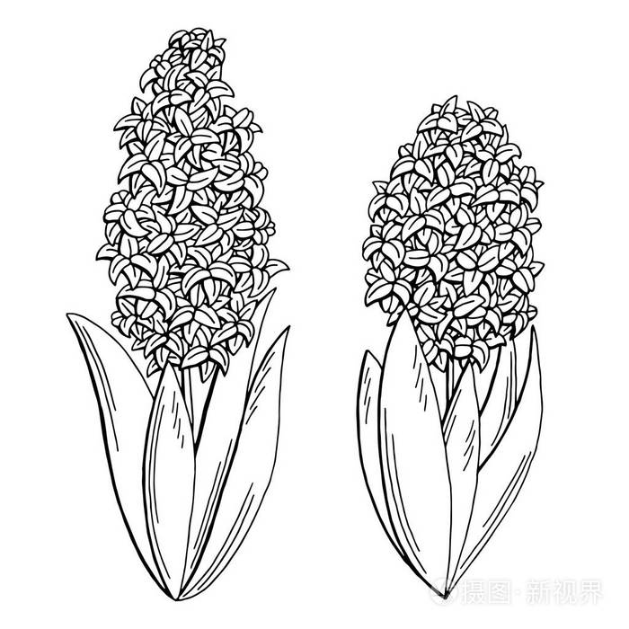 风信子花图形黑色白色孤立的素描图矢量