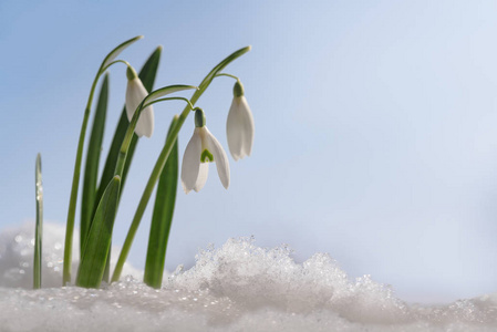 雪花莲 (galanthus 极地) 第一朵花, 春天就要从雪地里长出来, 对着