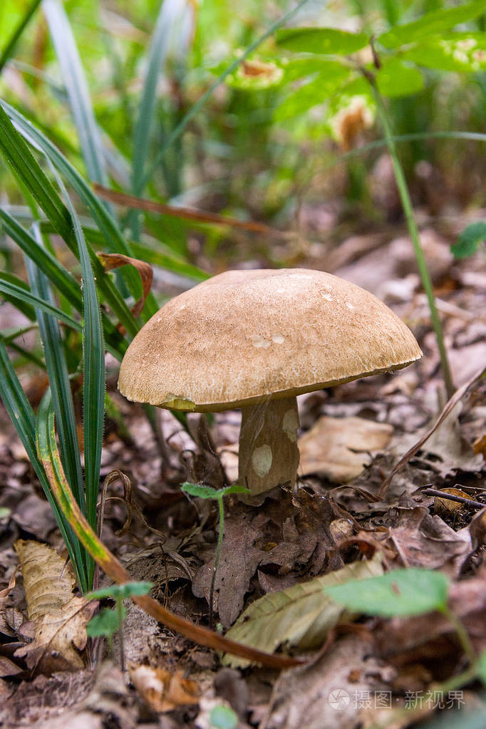牛肝菌蘑菇生长在森林的地面上在秋天的季节