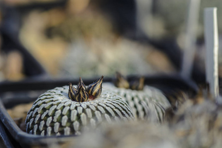 仙人掌 Turbinicarpus pseudopectinatus 芽对模糊背景