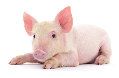 牲畜关于关于白猪照片