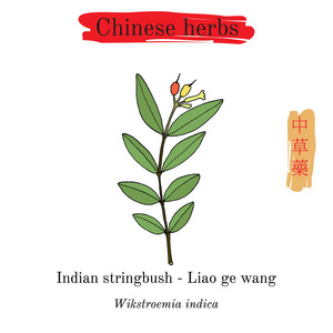 中国草药。印度 stringbush Wikstroemia 籼稻