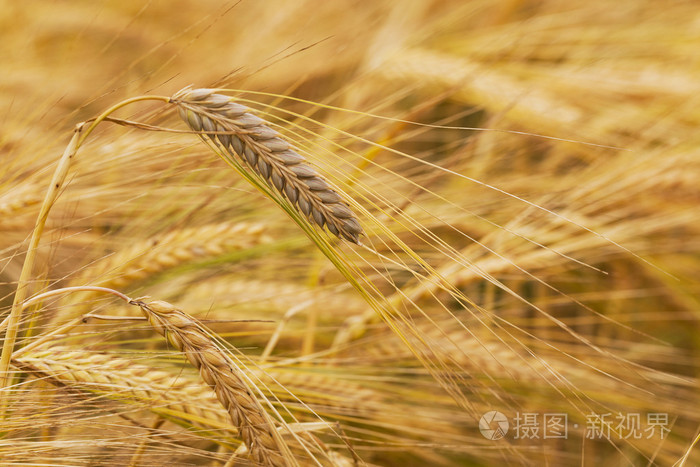 成熟的谷物小麦