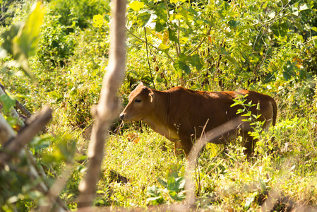 棕色母牛在草地上