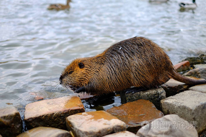 池塘上的大水海狸鼠