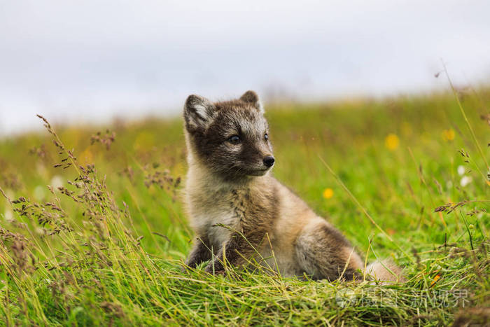 冰岛年轻嬉戏的北极狐幼崽