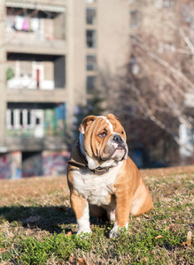 在公园里的可爱斗牛犬