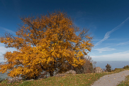 惊人的秋天风景在阿尔卑斯山 Rigi 之下