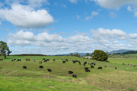 新西兰奶牛场景观