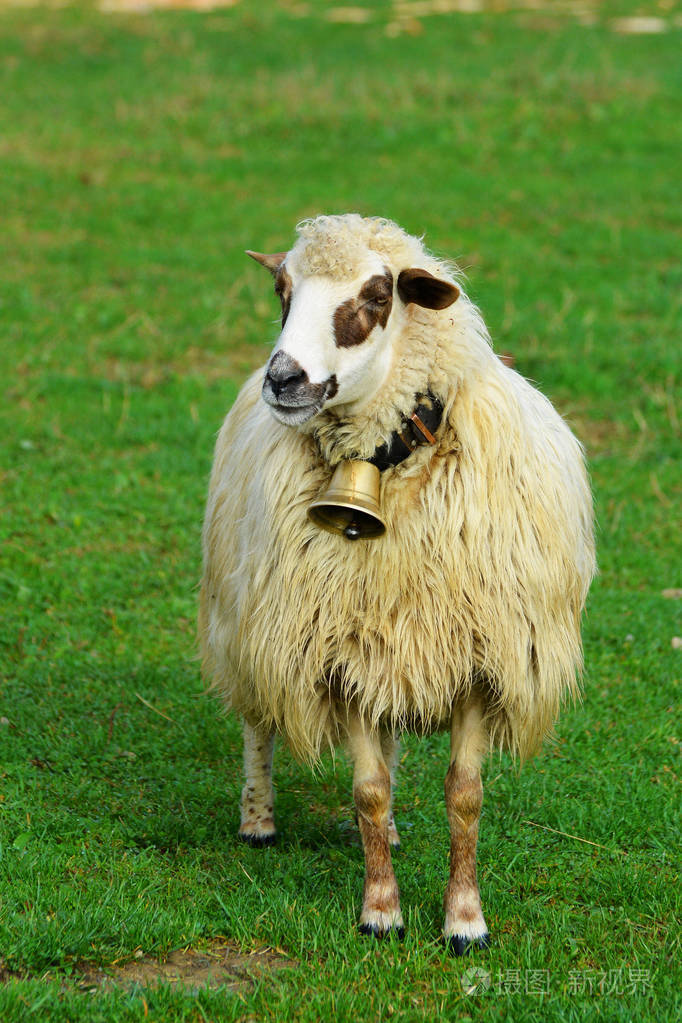 白色绵羊放牧在绿色草甸在自然