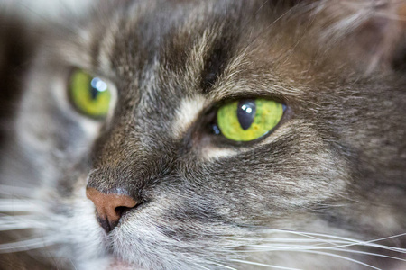 老灰猫与绿色眼睛在宏观