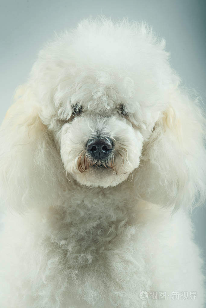 白色的贵宾犬摆姿势