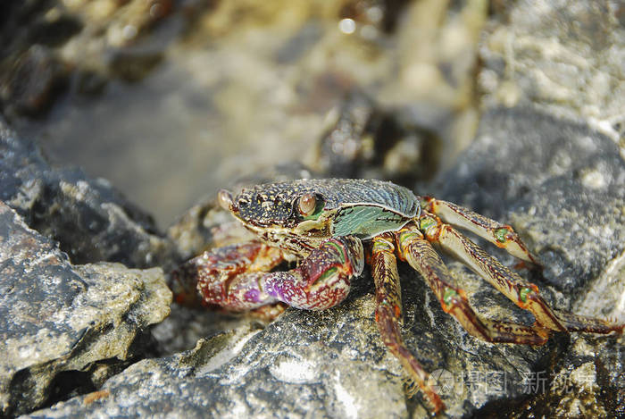 彩色蟹 decapods黄红腿蓝绿带壳或 crabshell泰国南海岸的海蟹