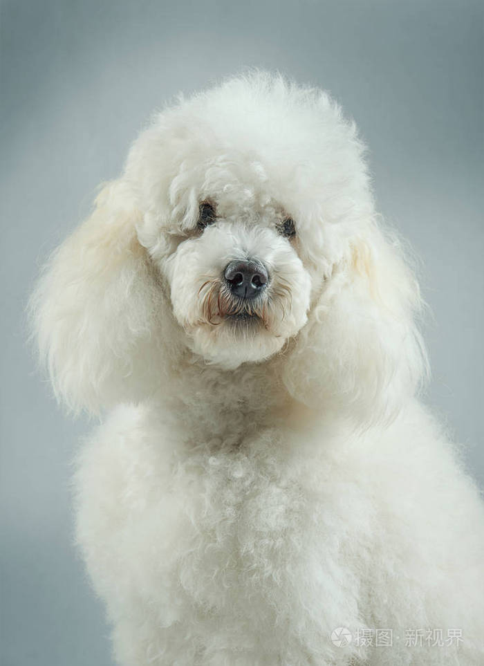 白色的贵宾犬摆姿势