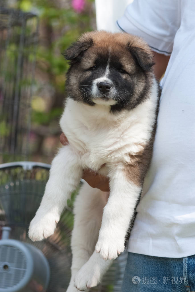 圣贝尔纳小狗