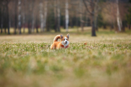 狗的品种威尔士柯基犬图片彭布罗克