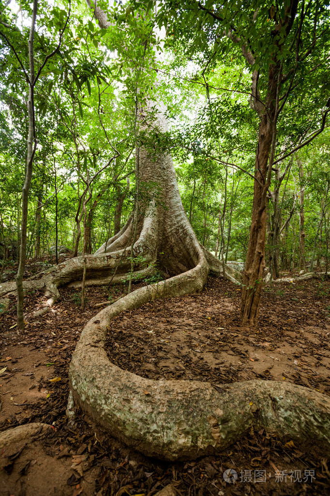 在斯里兰卡的热带森林巨树