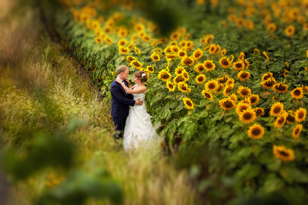 夫妇互相抱着在向日葵照片