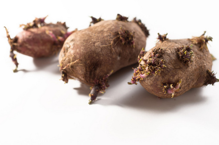 发芽土豆,红皮品种发芽土豆发芽的土豆发芽的土豆种在地里发芽的土豆