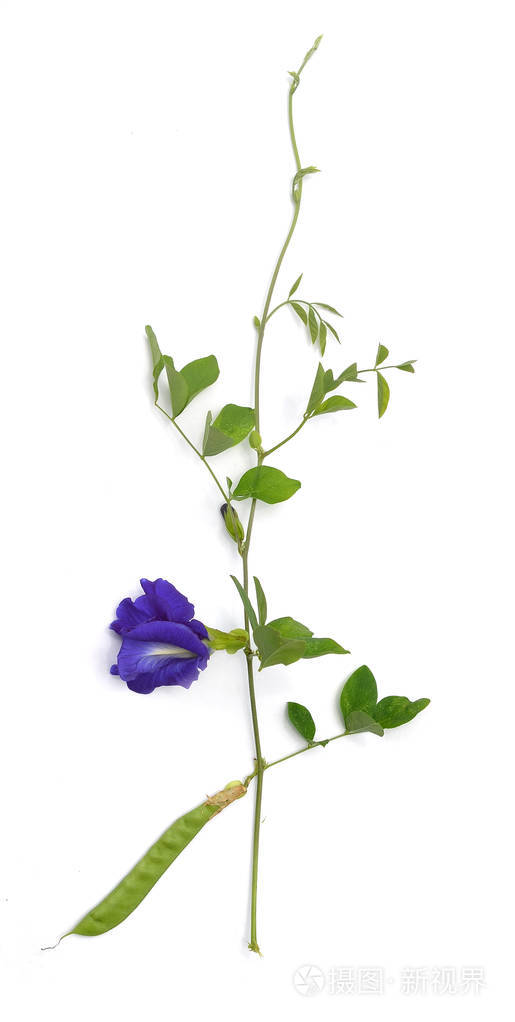 clitoriaternatea或aparajita花上白色酒泉孤立