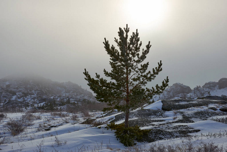 冬天在岩石上生长的松树。Bayanaul 国家公园的群山之景. Bayanaul 国家公园是哈萨克斯坦的一个国家公园, 位于 P