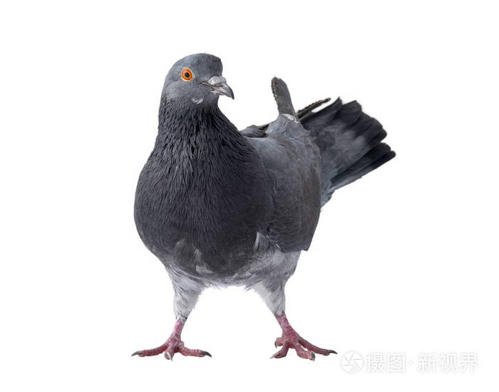 *5504px无水印下载免费10次/天下载小样发票合同问题/举报一只灰色的