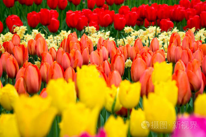 花郁金香背景 美丽的景色的颜色的郁金香照片 正版商用图片0god 摄图新视界