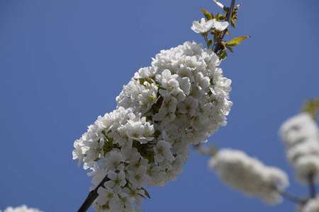 梅花杆菌花樱桃。树枝上的樱桃花