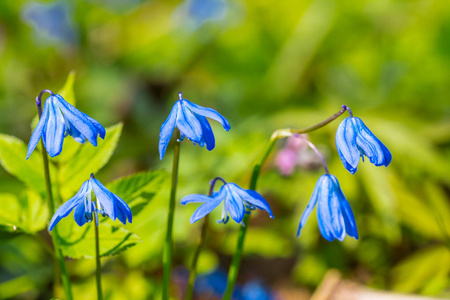 美丽的特写蓝色春天在森林里的花朵