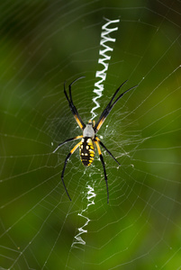 Orb weaver 花园蜘蛛