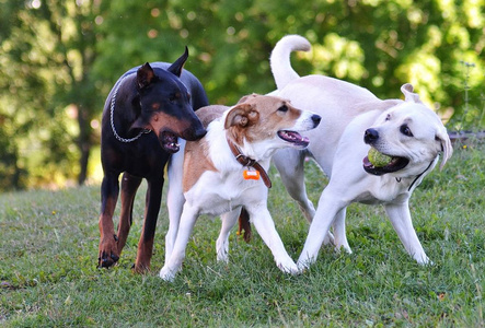 拉布拉多白图片