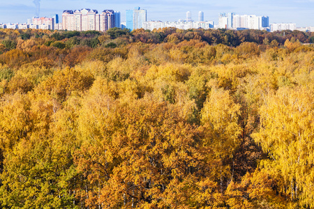 黄森林和城市在秋日的地平线上
