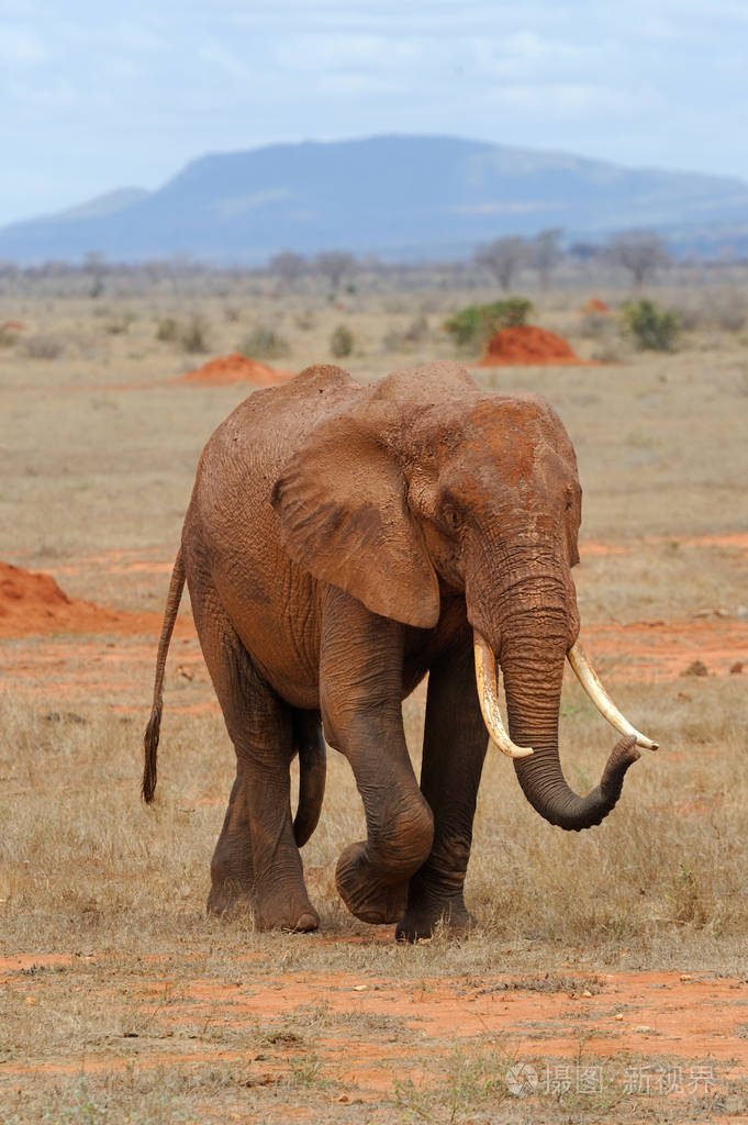 在肯尼亚国家公园中的大象