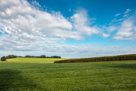 草地谷物和多云的大片绿色田野