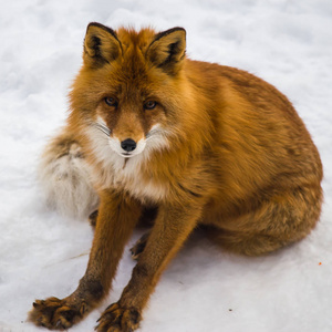 雪中红狐狸