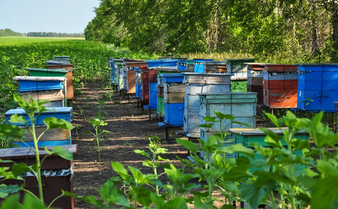 蜂箱箱蜜源植物领域