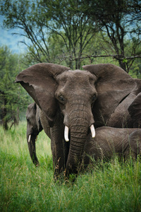 群大象在高草领域
