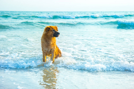 棕色狗在日落时坐在沙滩上
