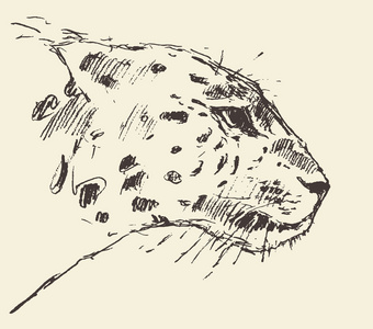 明暗素描画猫豹子头风格插画手的素描画照片
