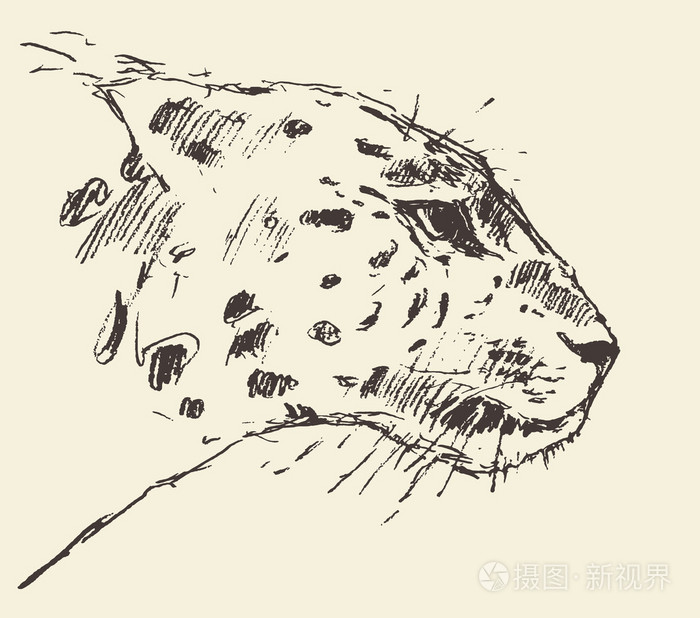 豹子头风格插画手的素描画