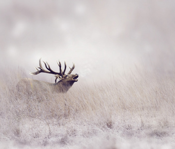冬季麋鹿图片