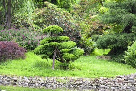 日本花园, 异国情调的植物, 春天, 弗罗茨瓦夫, 波兰